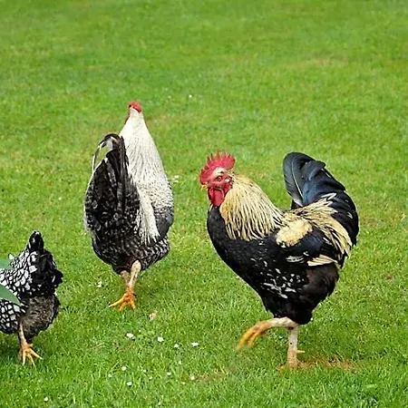 La Grange Des Marettes Oda ve Kahvaltı