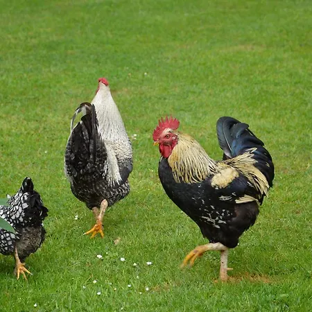 Frühstückspension La Grange Des Marettes